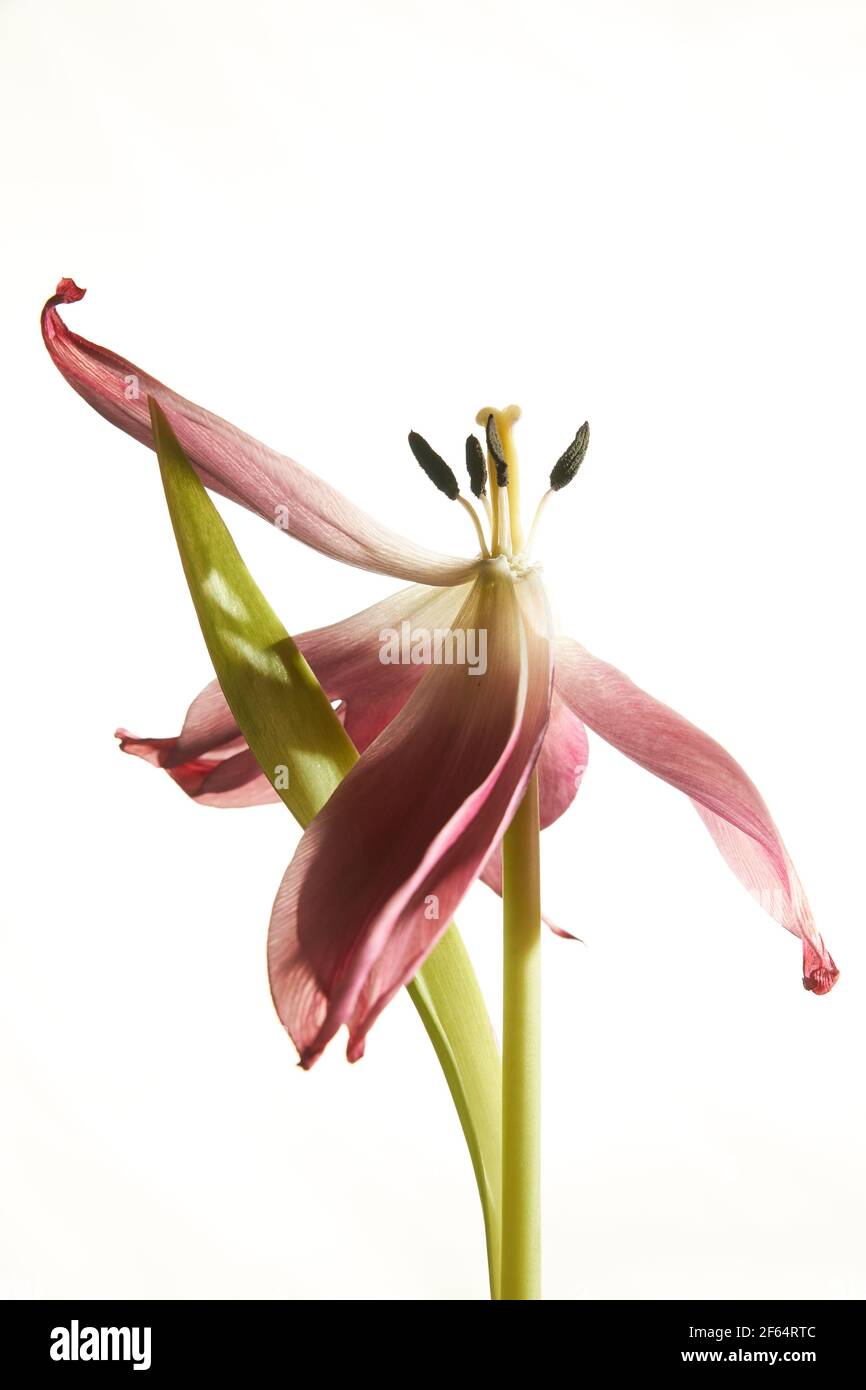 Verwelkte rote Tulpe mit Staubblättern und Blütenblättern auf weißem Hintergrund Stockfoto