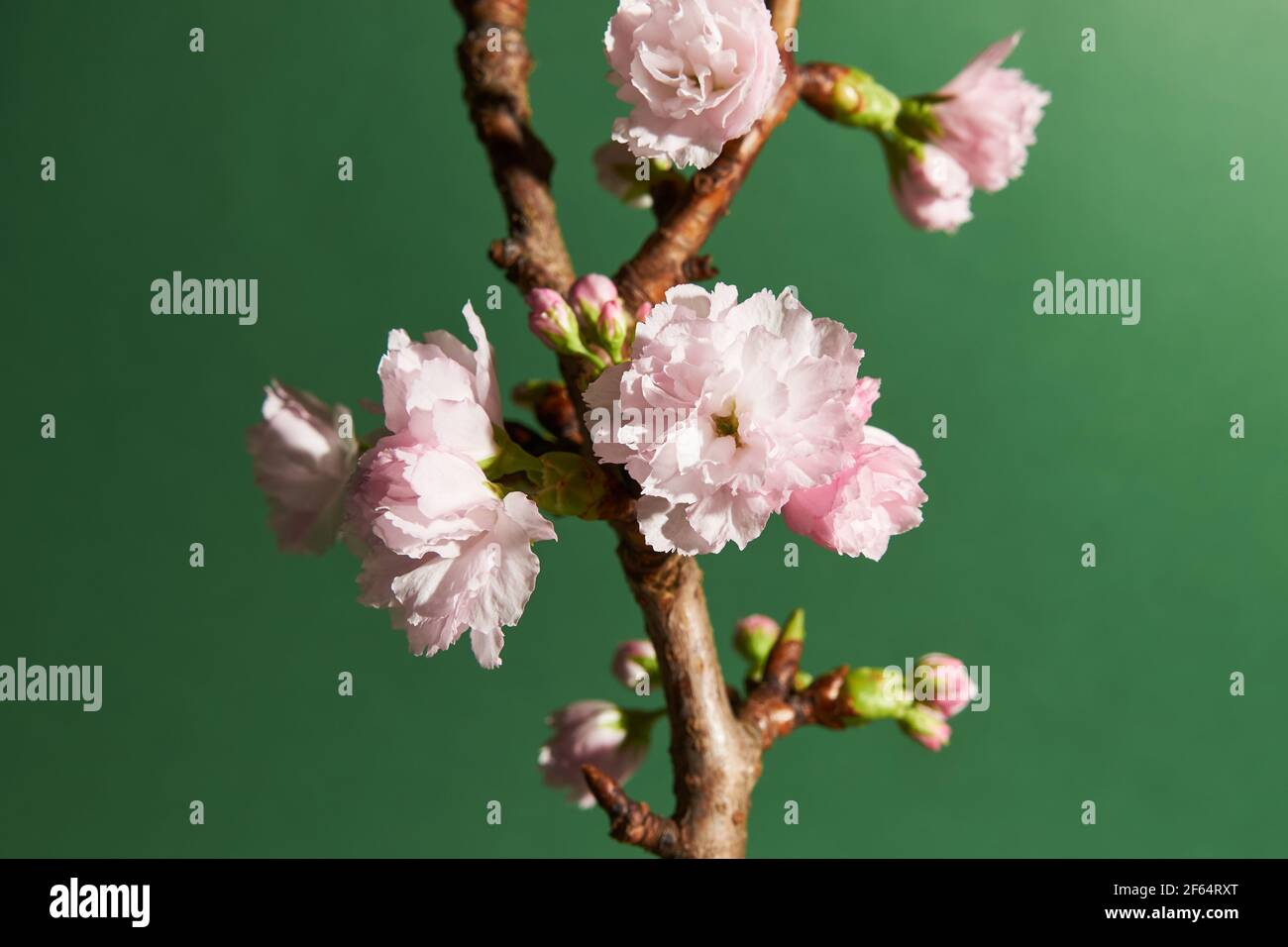Nahaufnahme von weichen rosa Blütenknospen auf einem Kirschbaum Auf grünem Hintergrund Stockfoto