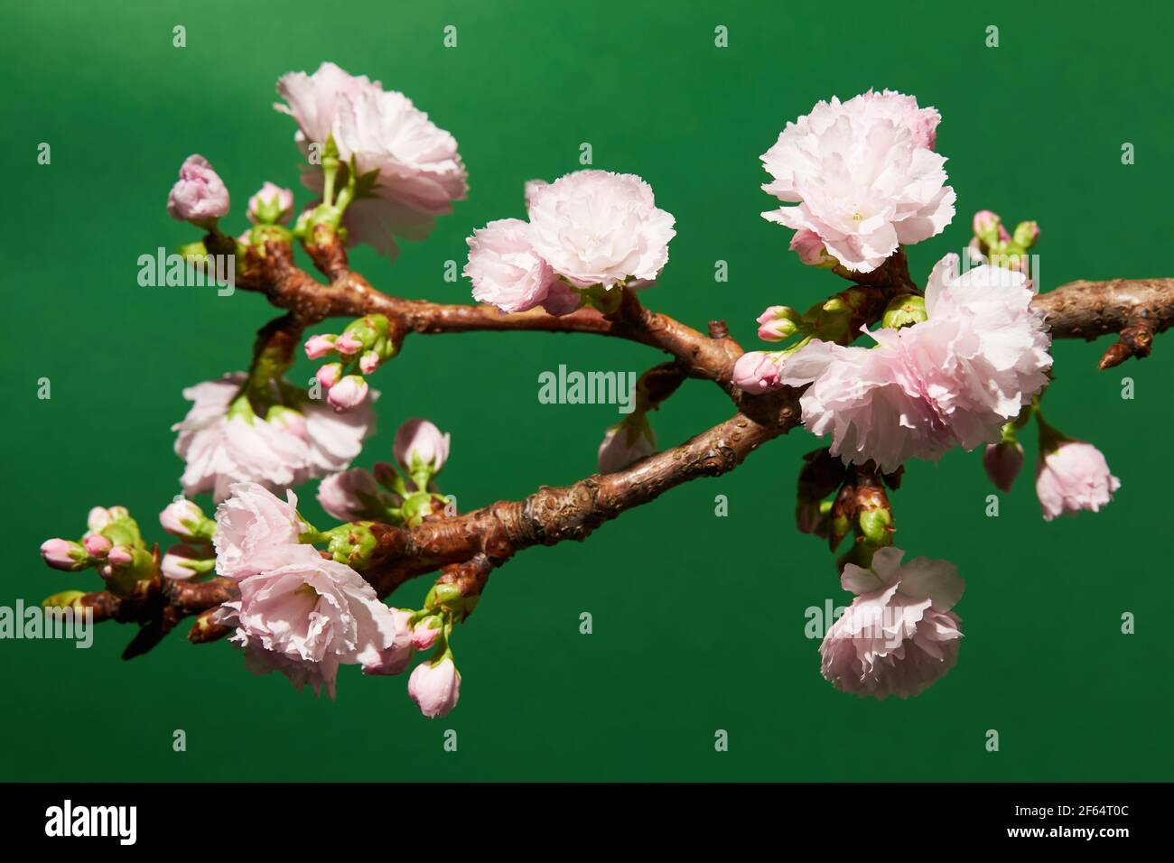 Nahaufnahme von weichen rosa Blütenknospen auf einem Kirschbaum Auf grünem Hintergrund Stockfoto