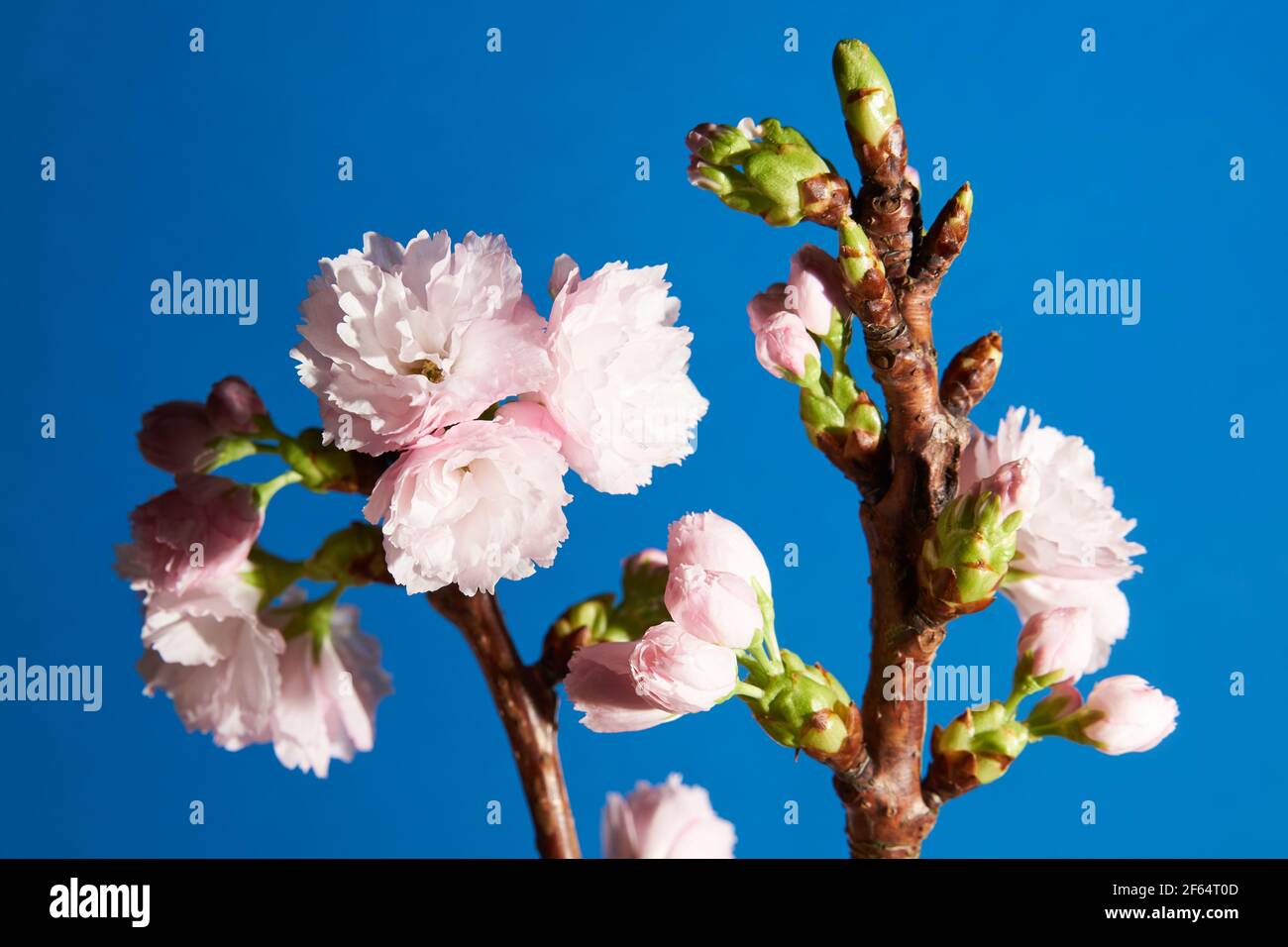 Nahaufnahme von weichen rosa Blütenknospen auf einem Kirschbaum Auf blauem Hintergrund Stockfoto