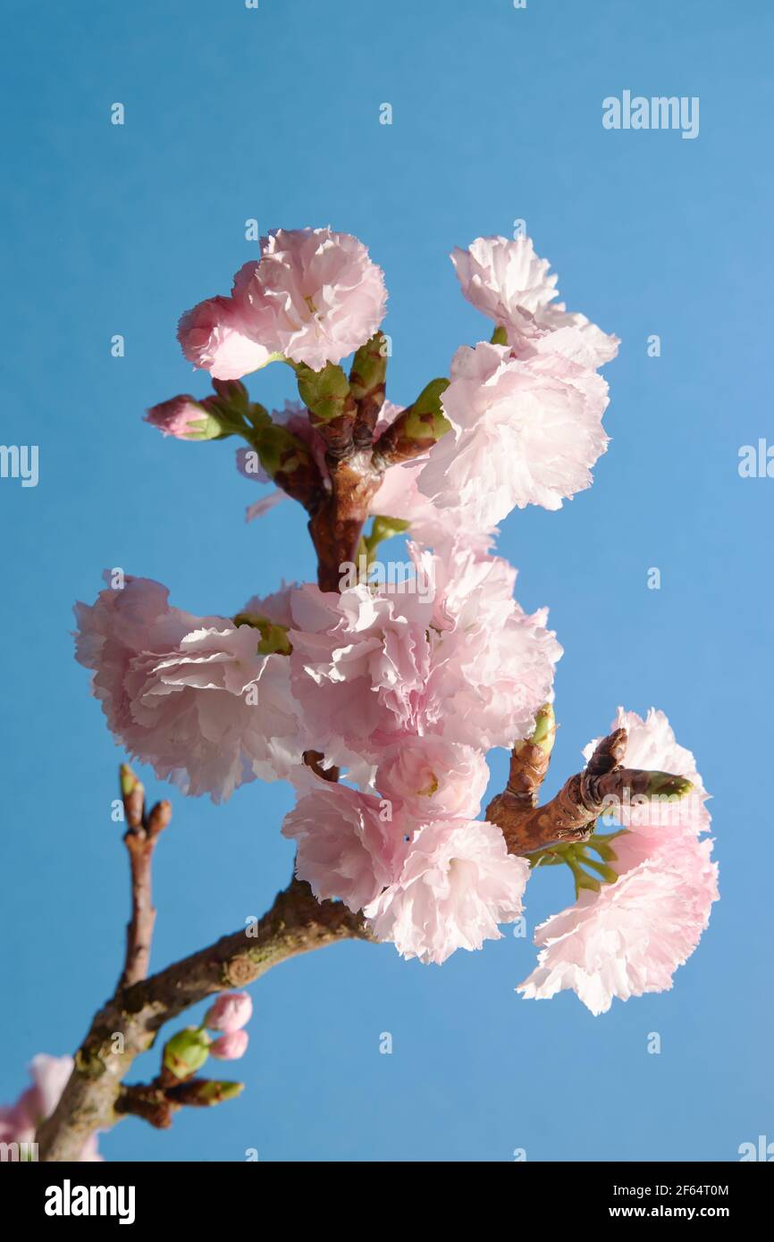 Nahaufnahme von weichen rosa Blütenknospen auf einem Kirschbaum Auf blauem Hintergrund Stockfoto