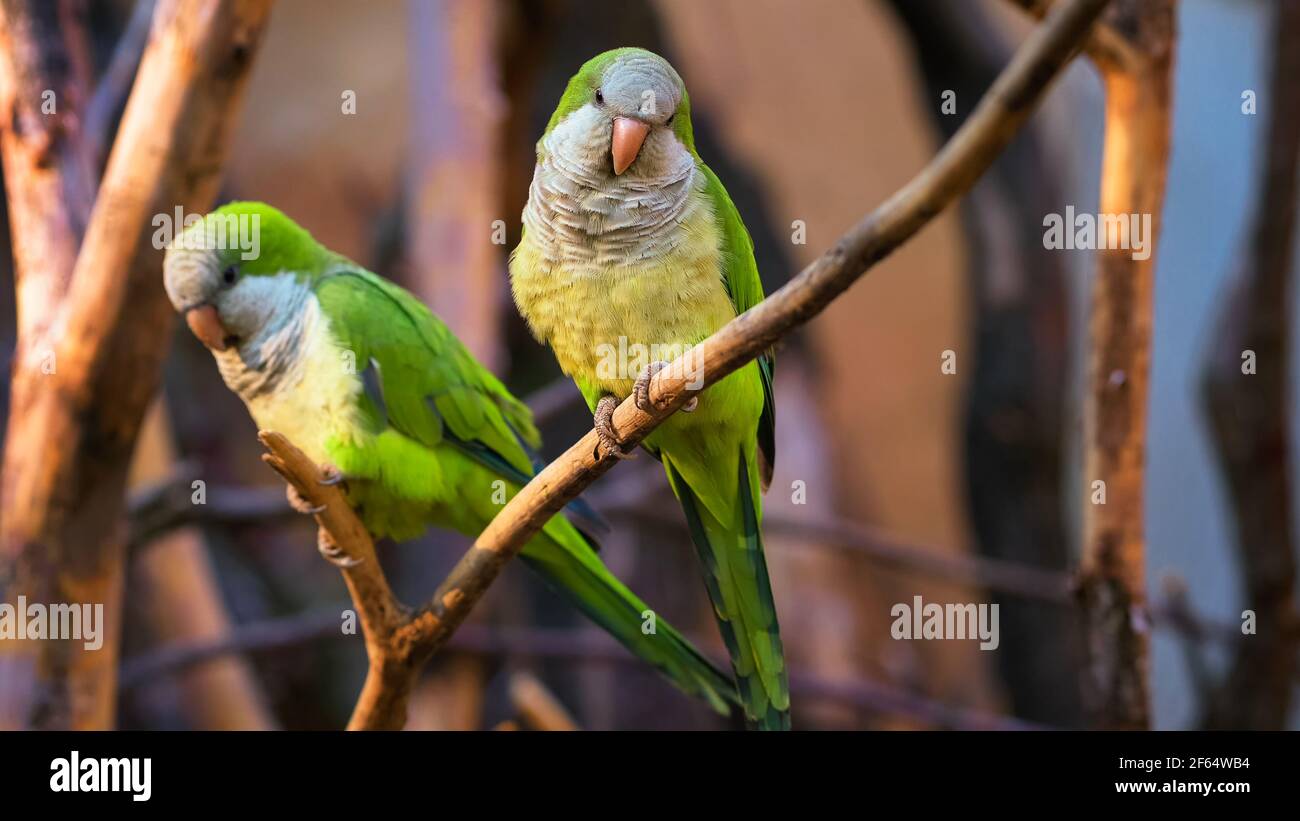 Zwei bunte amazonas Papageien sitzen auf einem Ast Stockfoto