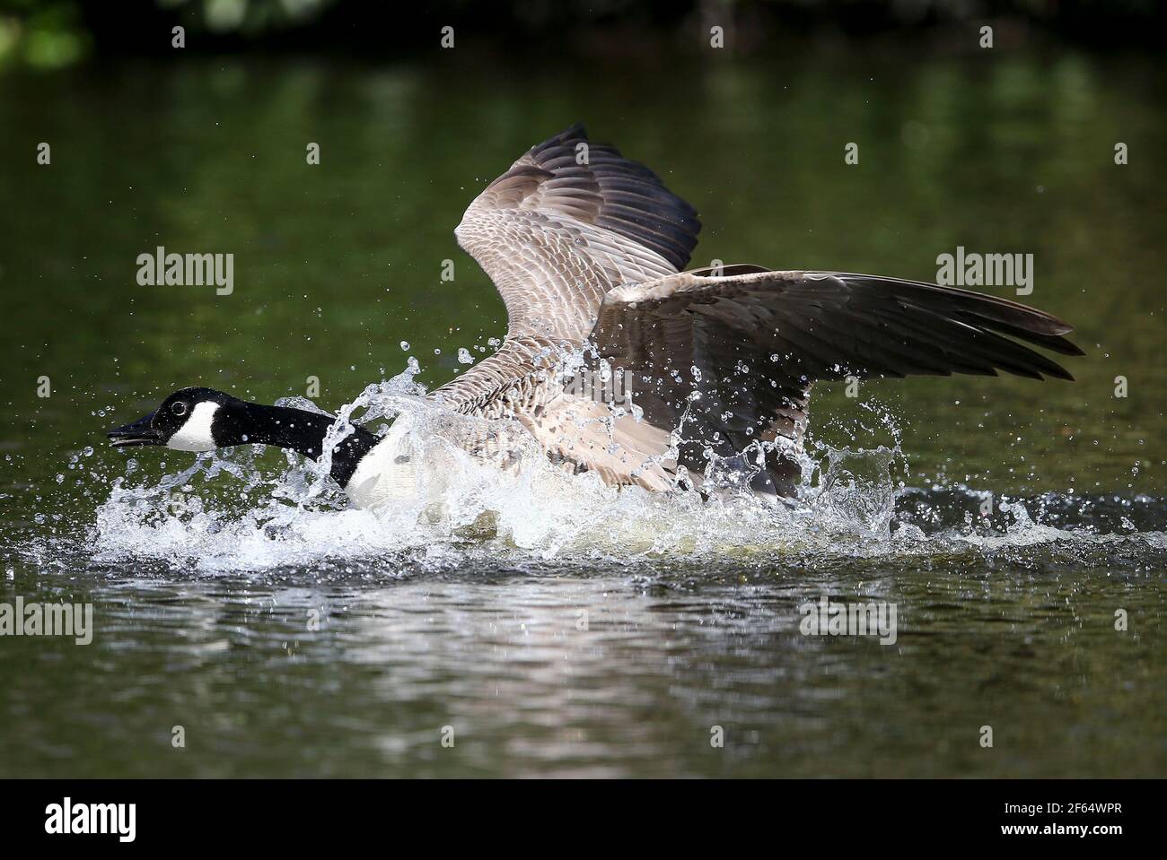 Die Canada Goose fotografiert in Burton Mere Wetlands, Wirral, UK. Die Canada Goose ist eine große Wildgans mit schwarzem Kopf und Hals, weißen Wangen, wh Stockfoto