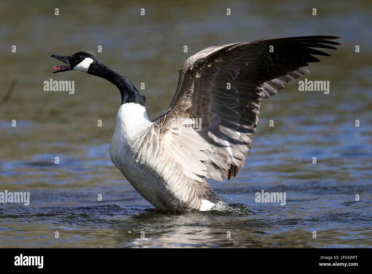 Die Canada Goose fotografiert in Burton Mere Wetlands, Wirral, UK. Die Canada Goose ist eine große Wildgans mit schwarzem Kopf und Hals, weißen Wangen, wh Stockfoto