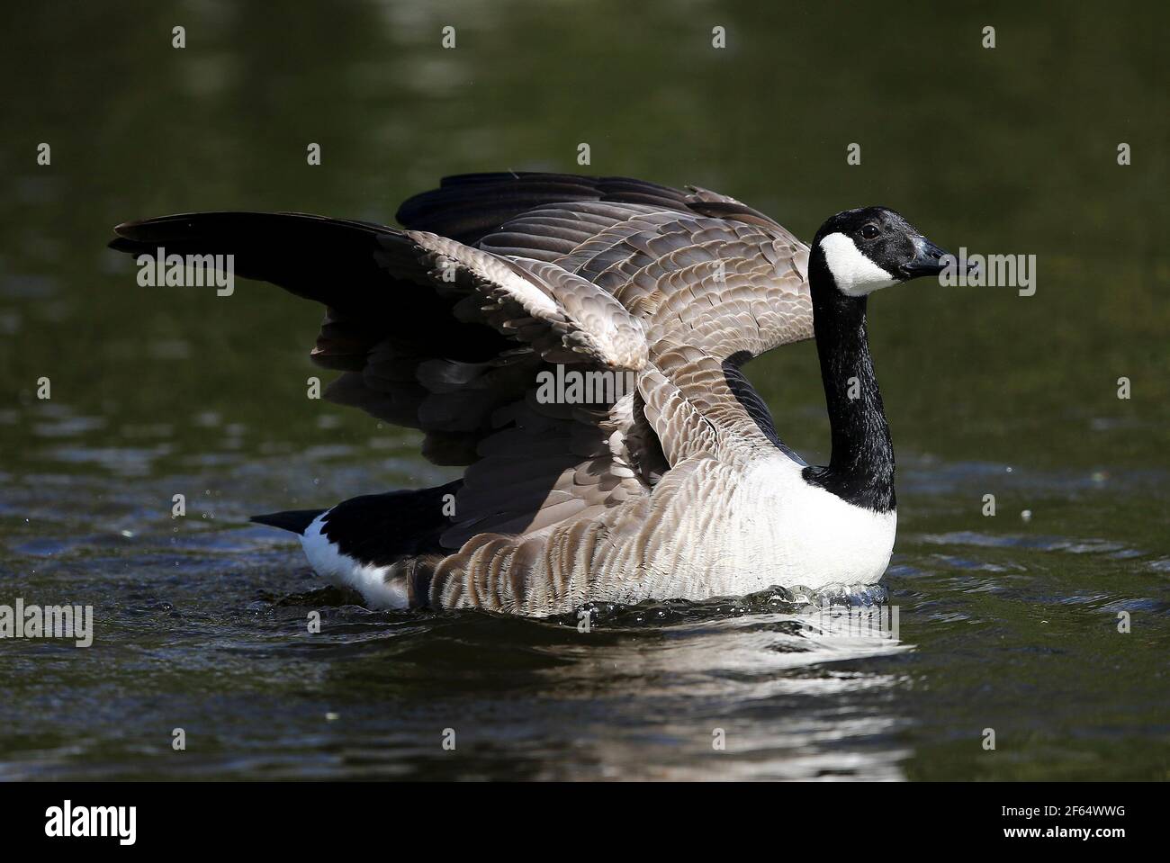 Die Canada Goose fotografiert in Burton Mere Wetlands, Wirral, UK. Die Canada Goose ist eine große Wildgans mit schwarzem Kopf und Hals, weißen Wangen, wh Stockfoto