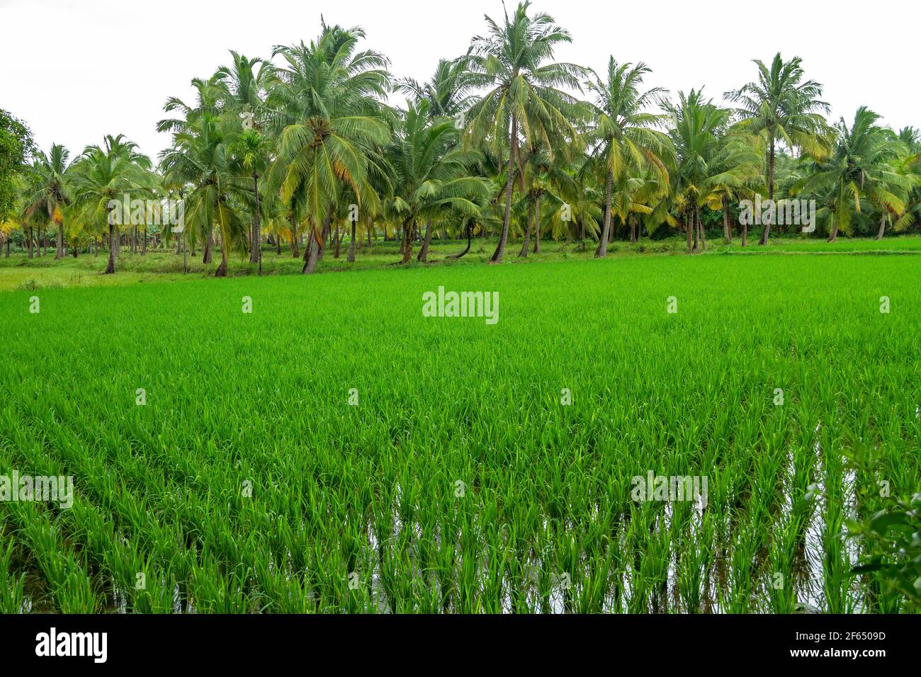Junge Reispflanzen in Reisfeldern mit Palmen Stockfoto