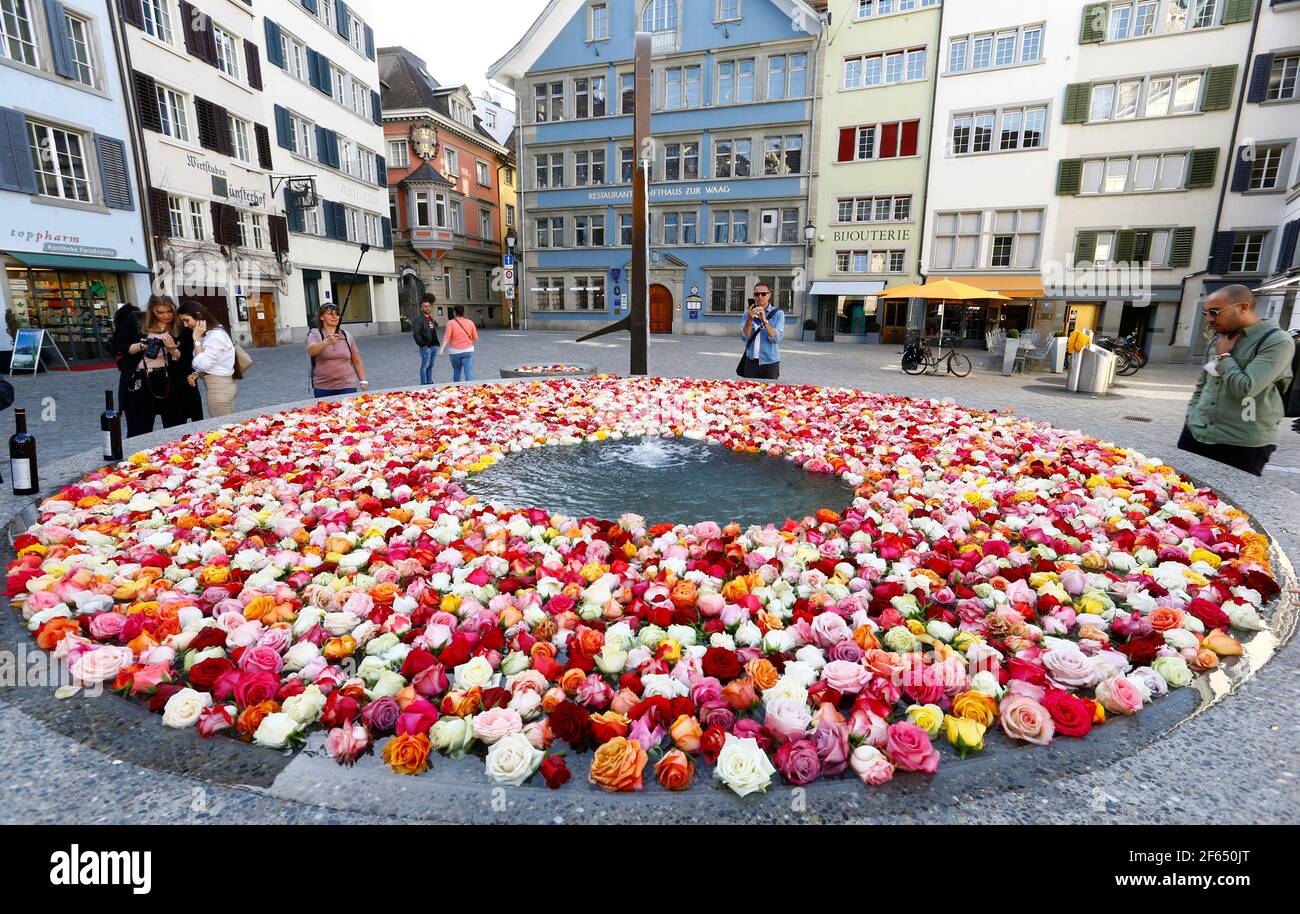 Rosen unter dem Slogan "Keine Rosen ohne Dornen" der Zürcher Reformierten  Kirche während der Osterwoche werden in einem öffentlichen Brunnen am  Münsterplatz gesehen, da die Ausbreitung der Coronavirus-Krankheit  (COVID-19) in Zürich, Schweiz,