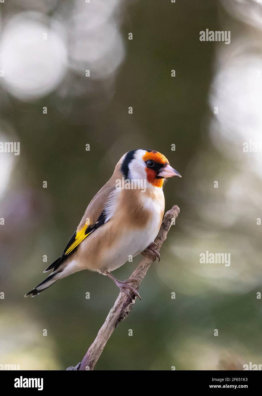 Goldfinch (Carduelis Carduelis) auf einem Baumzweig Großbritannien Stockfoto