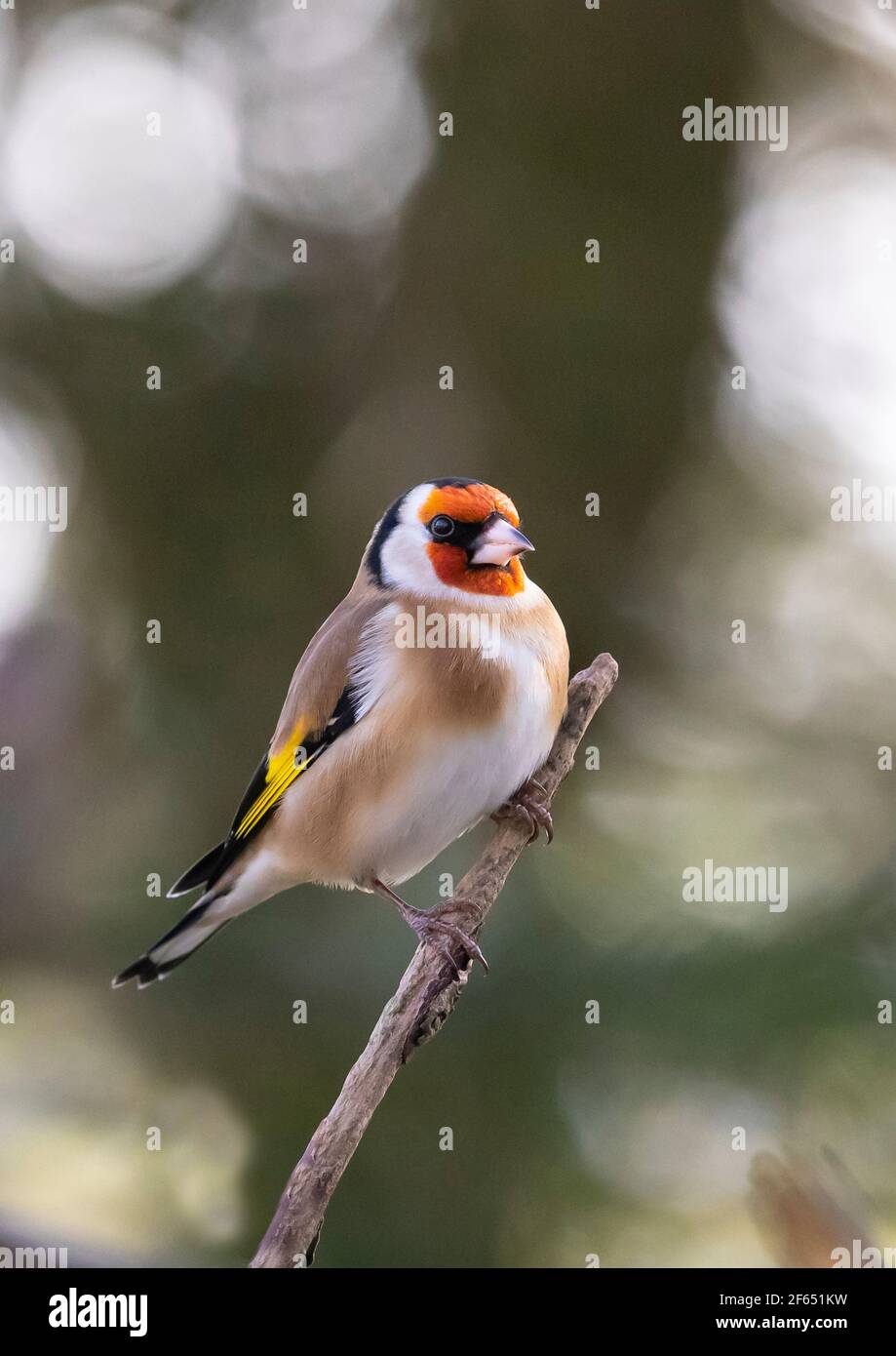 Goldfinch (Carduelis Carduelis) auf einem Baumzweig Großbritannien Stockfoto