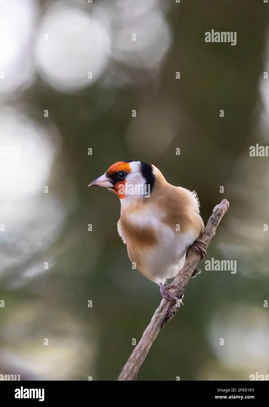 Goldfinch (Carduelis Carduelis) auf einem Baumzweig Großbritannien Stockfoto