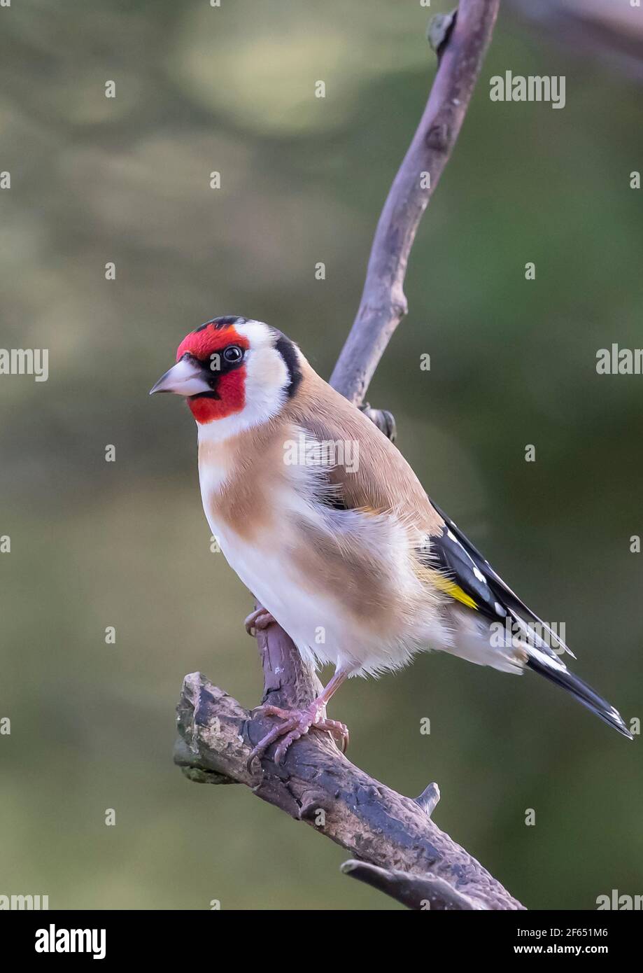 Goldfinch (Carduelis Carduelis) auf einem Baumzweig Großbritannien Stockfoto