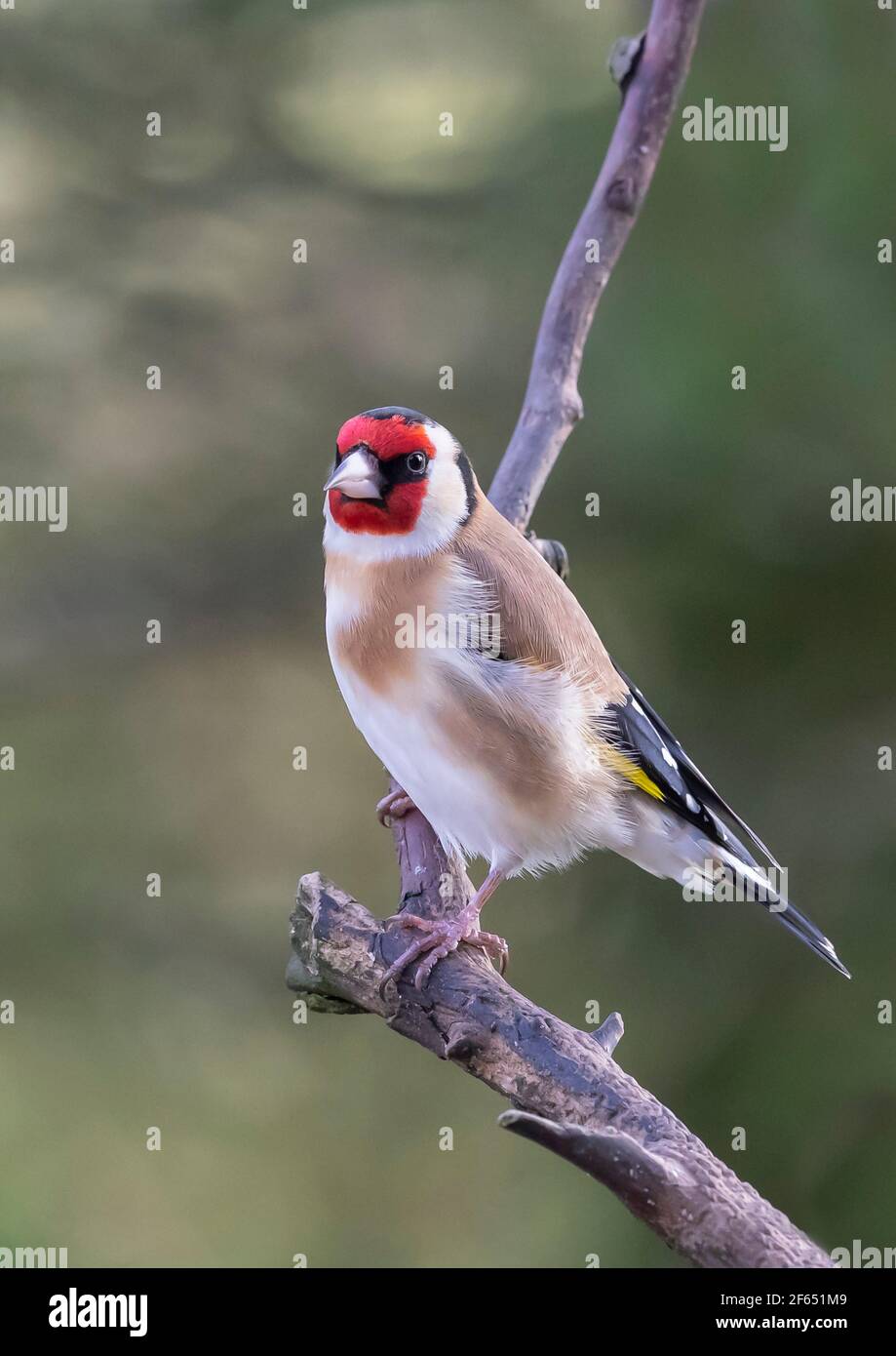 Goldfinch (Carduelis Carduelis) auf einem Baumzweig Großbritannien Stockfoto