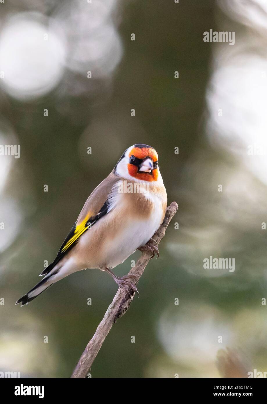 Goldfinch (Carduelis Carduelis) auf einem Baumzweig Großbritannien Stockfoto