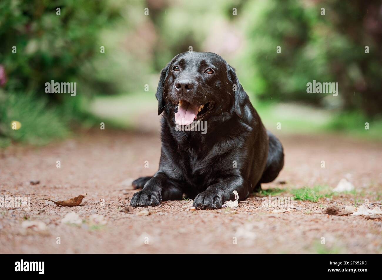 Schwarzer Labrador Stockfoto