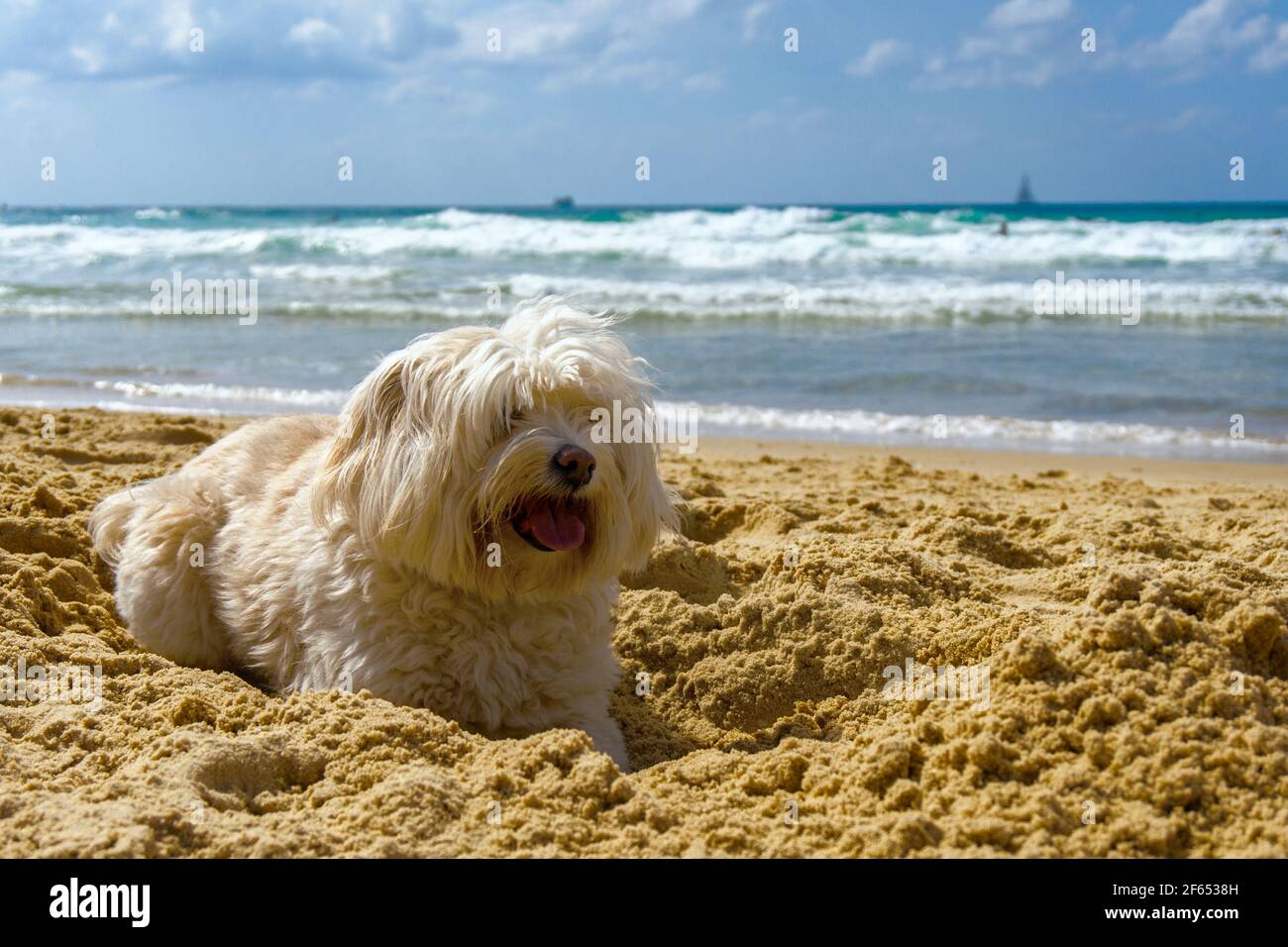 Lustige Lapdog Ruhe an der Küste an einem heißen Tag, Porträt Stockfoto