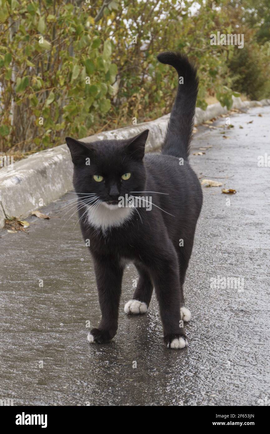 Katze Schwarz Mit Weißen Pfoten