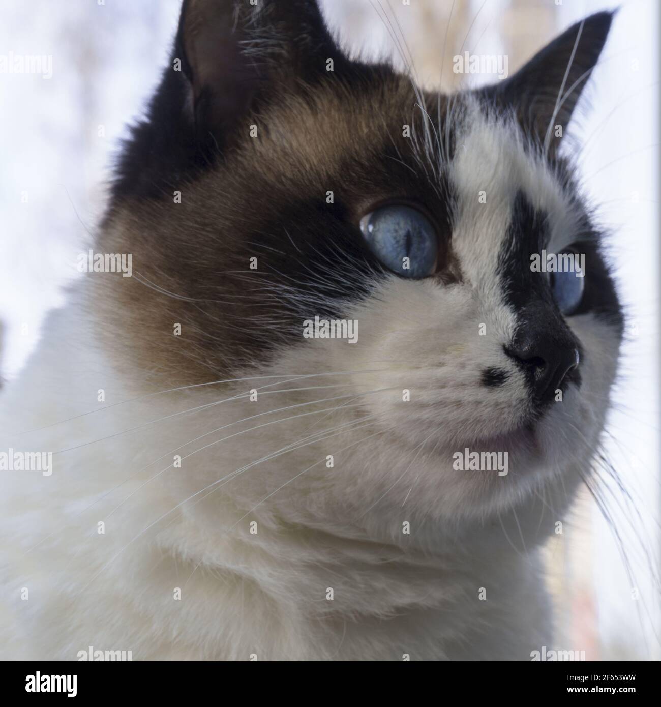 Fat Katze mit blauen Augen Nahaufnahme Stockfoto