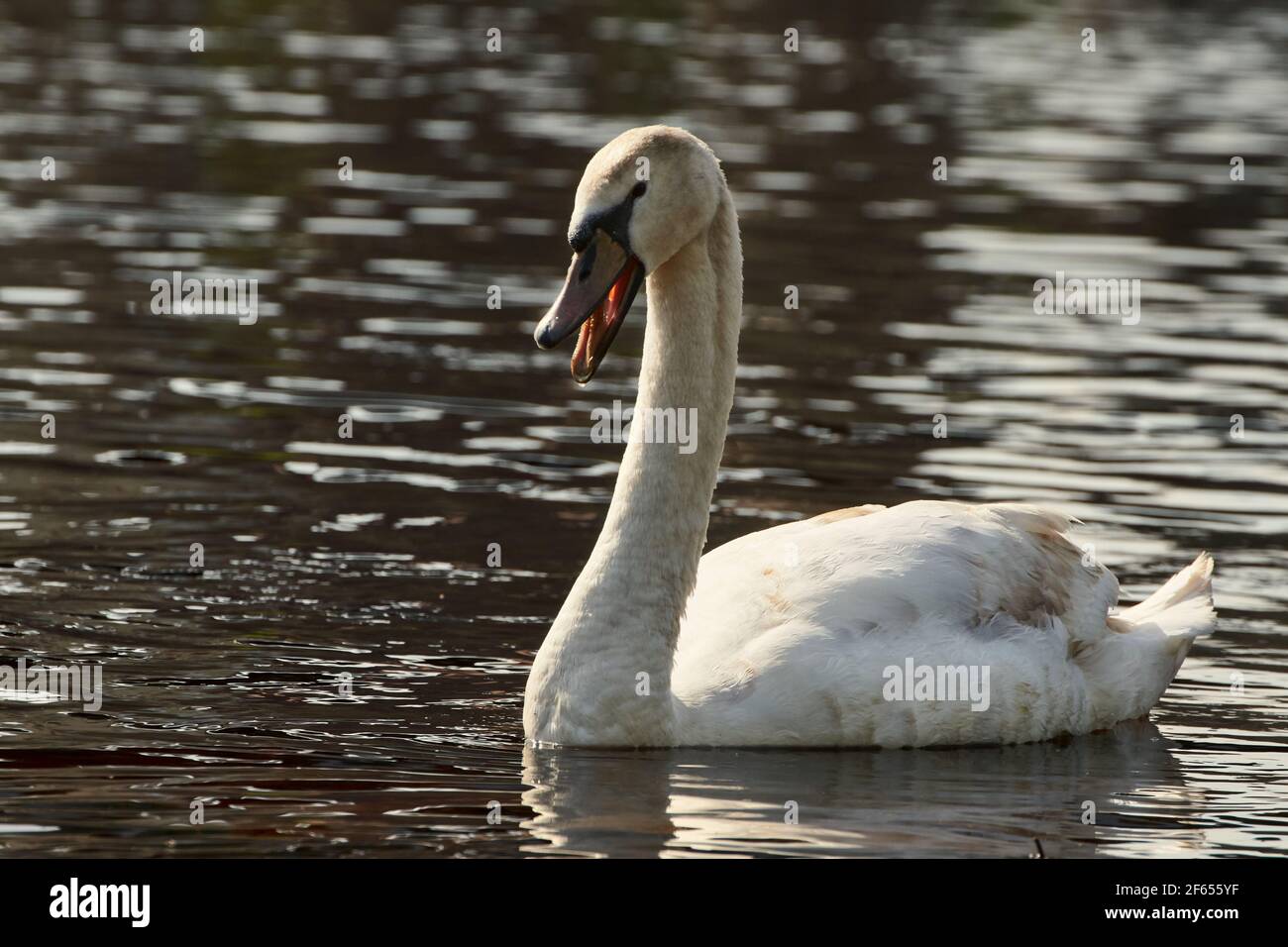 Nahaufnahme eines weißen Mute Swan (Cygnus olor) mit offenem Schnabel, der im Wasser schwimmt. Stockfoto