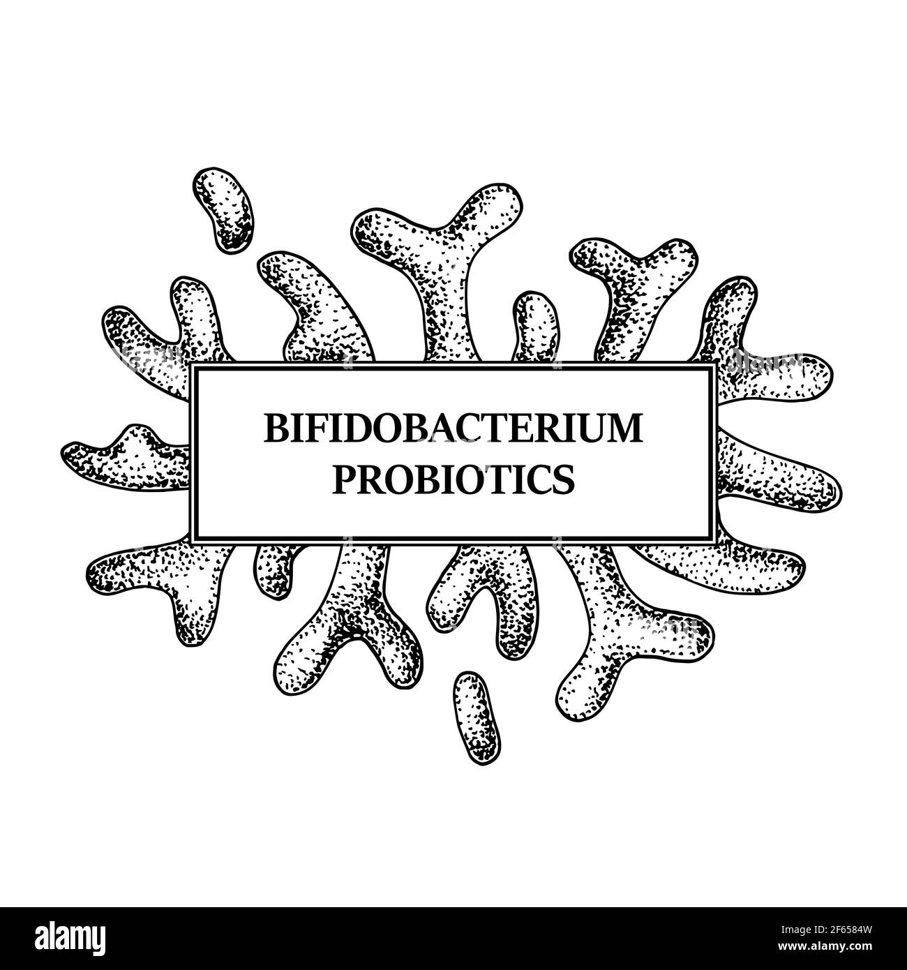 Handgezeichneter probiotischer bifidobacterium-Bakterienrahmen. Design für Verpackungen und medizinische Informationen. Vektorgrafik im Skizzenstil Stock Vektor