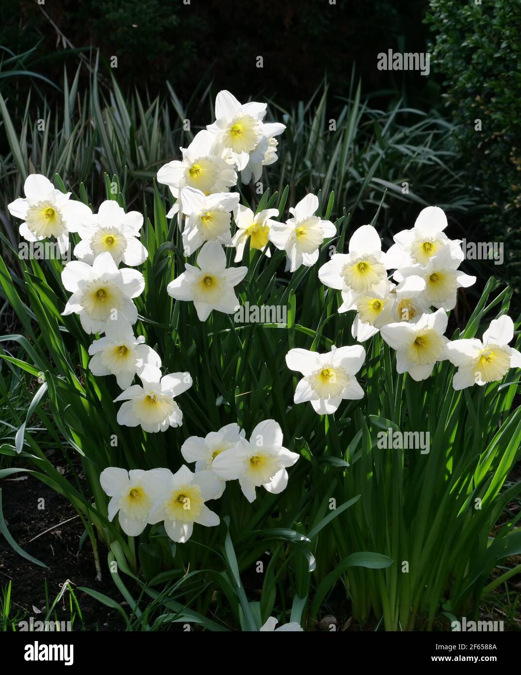 Gelbe Narzissen mit gelben Zentren in Blüte mit Grün Laub Stockfoto