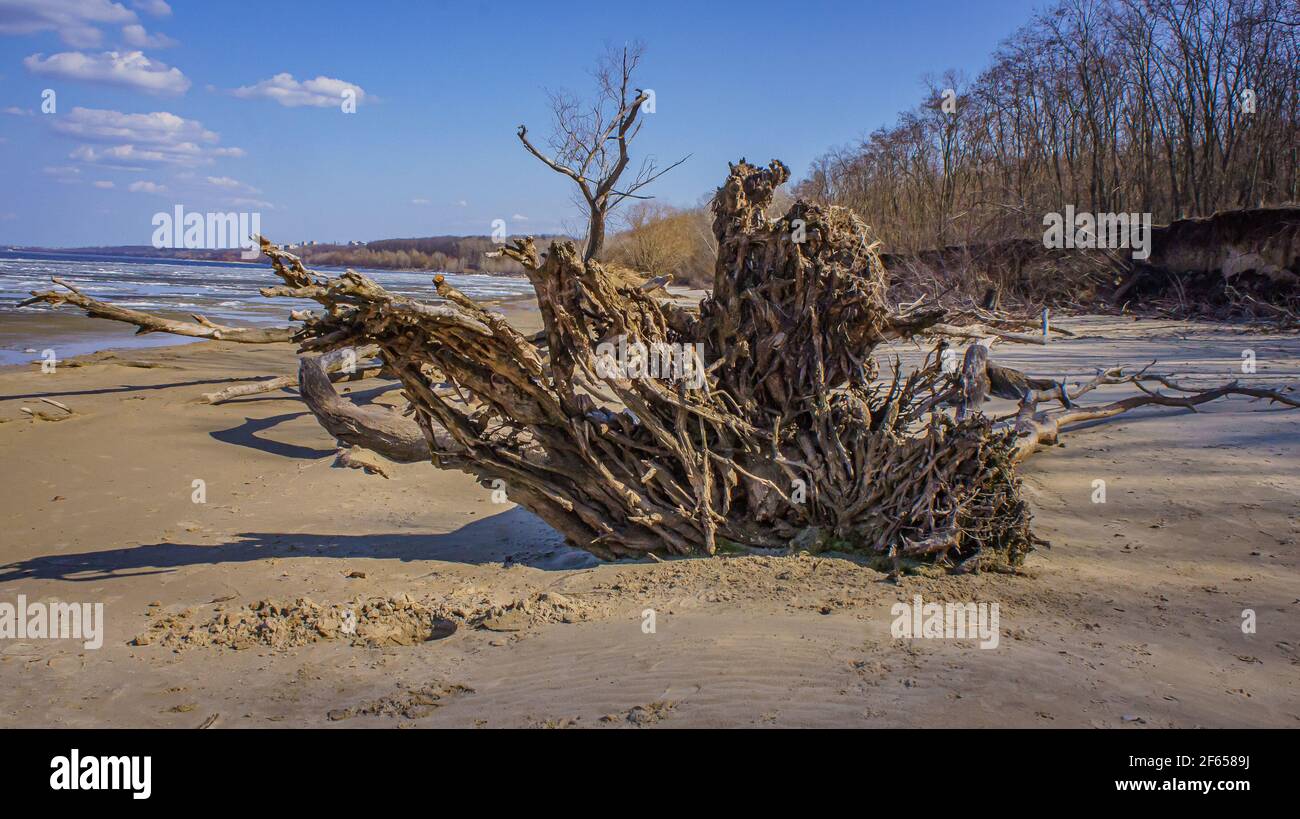 Wurzelsystem eines gefallenen Baumes am Strand. Stockfoto