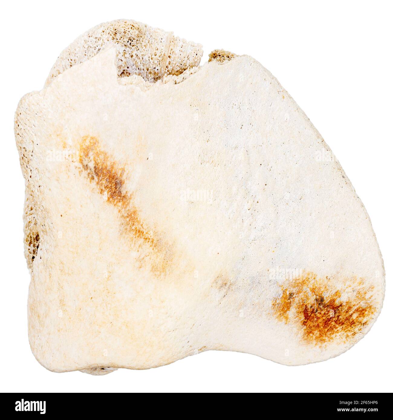 Stück der alten Knochen durch das Meer auf weißem Hintergrund geglättet Stockfoto