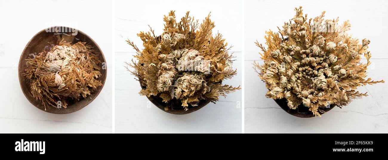 Verschiedene Stadien der Rose von Triichos, Selaginella lepidophylla auch als Auferstehungspflanze bezeichnet. Links geschlossen, Mitte halb offen und rechts offen. Stockfoto