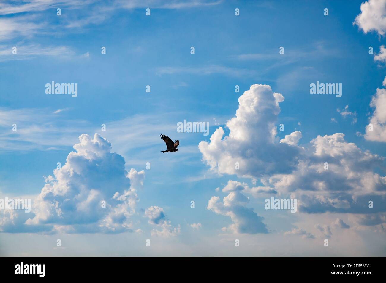 Der Falke fliegt auf blauem Himmel mit Wolken Hintergrund. Kasachstan, Region Almaty. Stockfoto
