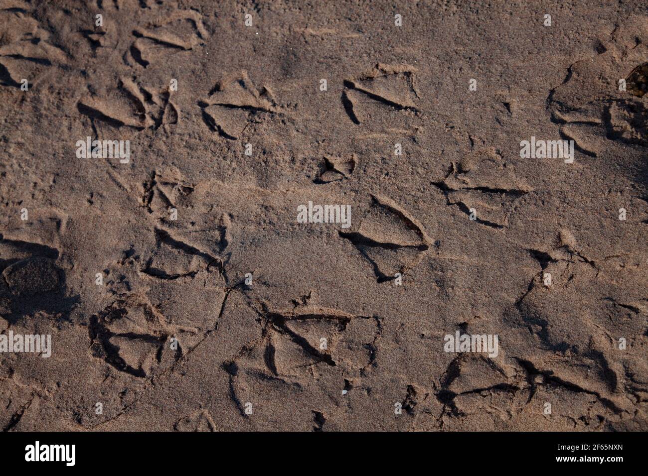 Vogelfüße (Pfoten) Drucke in nassem braunem Sand. Meer, Ostsee, Estland, Insel Saaremaa. Harilaid. Nahaufnahme. Stockfoto