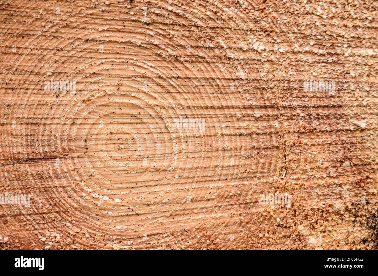 Nahaufnahme von durchschnittenem Wachstumsring eines gefällten Baumes, feine Details von Altersringen, Entwaldungskonzept Stockfoto