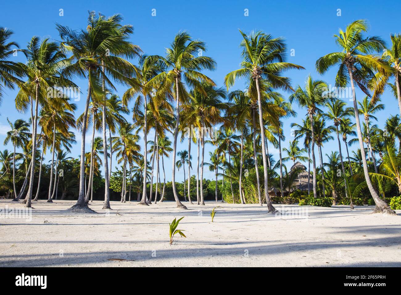 Dominikanische Republik, Punta Cana, Playa Cabeza de Toro Stockfoto