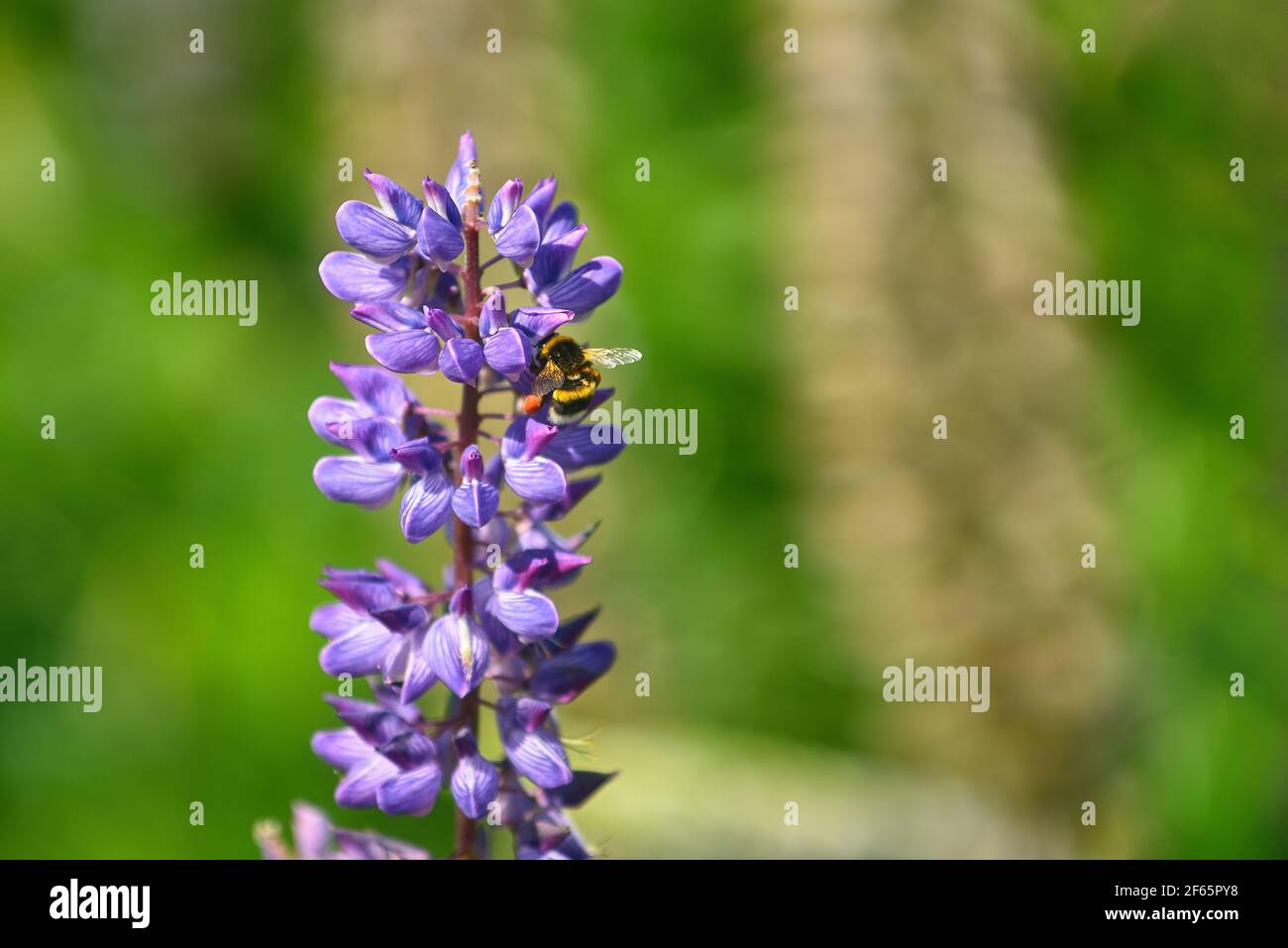 Biene sammelt Pollen aus der lupinus polyphyllus Blume Stockfoto