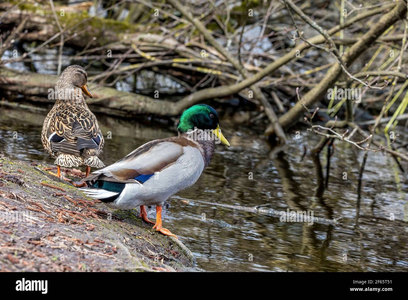 Ein paar Stockenten stehen in einem kleinen Teich namens Jacobiweiher nicht weit von Frankfurt in Deutschland an einem kalten und winterlichen Tag. Stockfoto