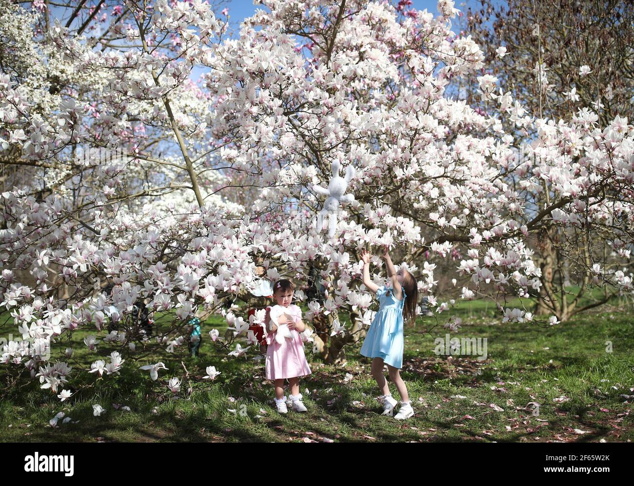 Die Schwestern Mia (links) und Emma Szavejcsuk, 2 bzw. 4 Jahre alt, spielen neben einem Magnolienbaum in Kew Gardens im Südwesten Londons. Bilddatum: Dienstag, 30. März 2021. Die Temperaturen in Teilen Großbritanniens werden diese Woche voraussichtlich deutlich wärmer sein, da Familien und Freunde wieder vereint sind und sportliche Aktivitäten in England wieder aufgenommen werden dürfen. Stockfoto