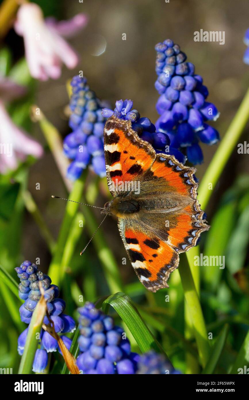 Honley, Holmfirth, Yorkshire, Großbritannien, 30. März 2021. Ein Tortoiseshell-Schmetterling auf Muscari (gemeinhin als Traubenhyazinthen bekannt). Das warme Wetter von Ende März bringt Schmetterlinge in Gärten in Honley, Holmfirth. RASQ Photography/Alamy Live News Stockfoto