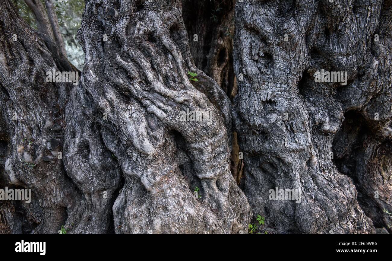 Rinde des alten Olivenbaums mit gruseligen Formen der Hände Und Gesichter Stockfoto