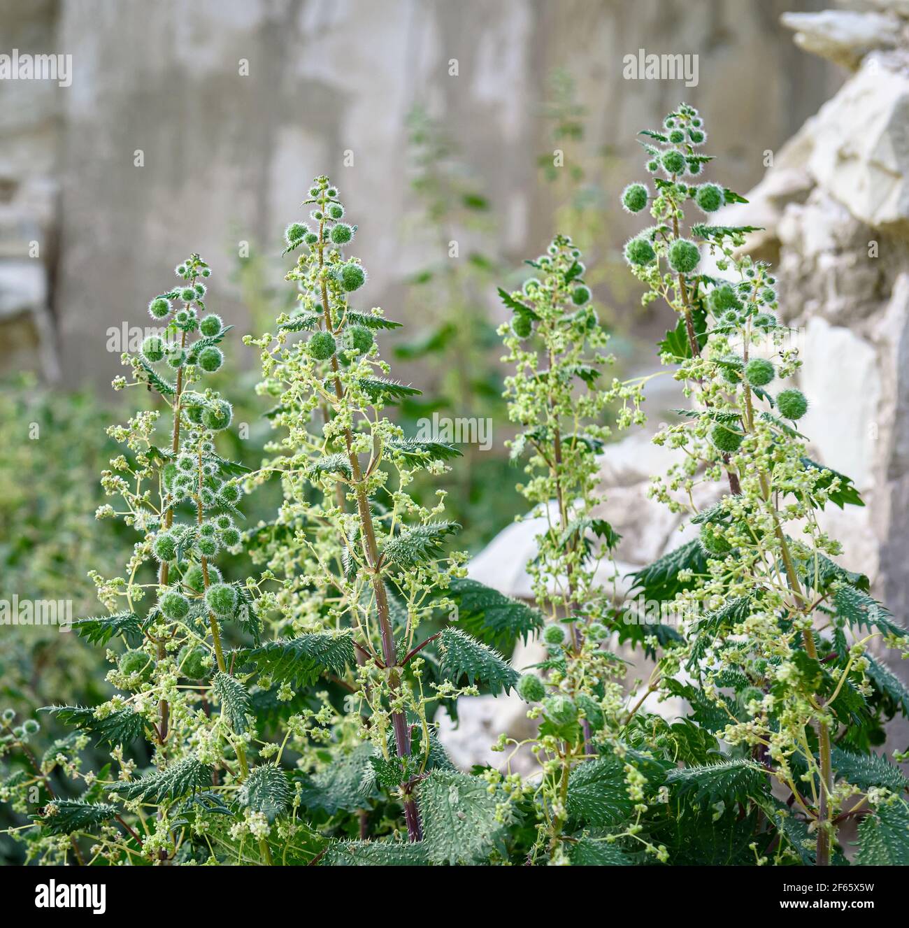 Römische Brennnessel (Urtica pilulifera) in einem verlassenen Ort mit Steinruinen im Hintergrund, selektiver Fokus Stockfoto