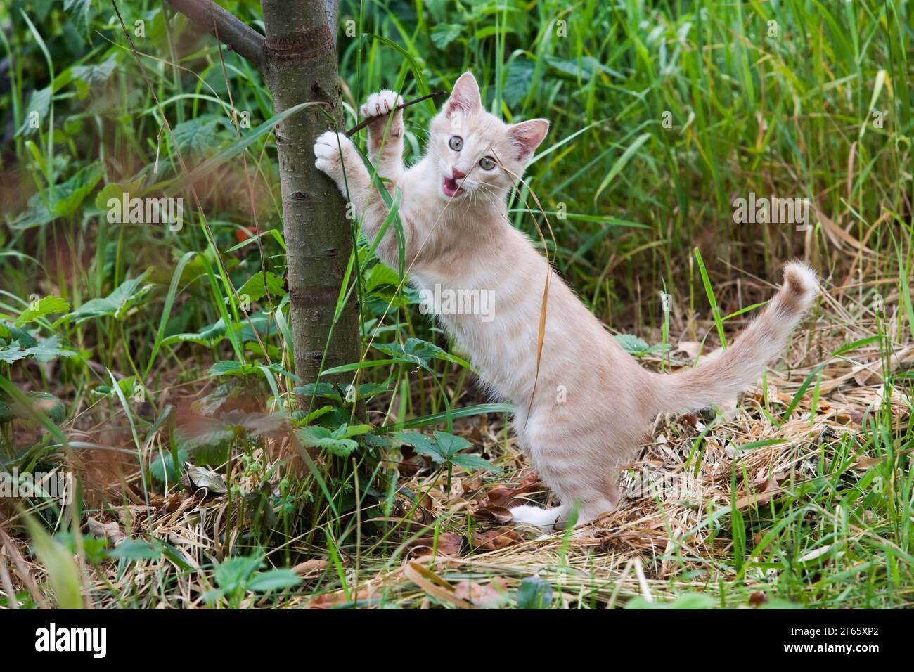 Sommer Landleben von Ingwer Kitten. Glücklich und wild. Katze und Baum. Lustiges Tier Stockfoto