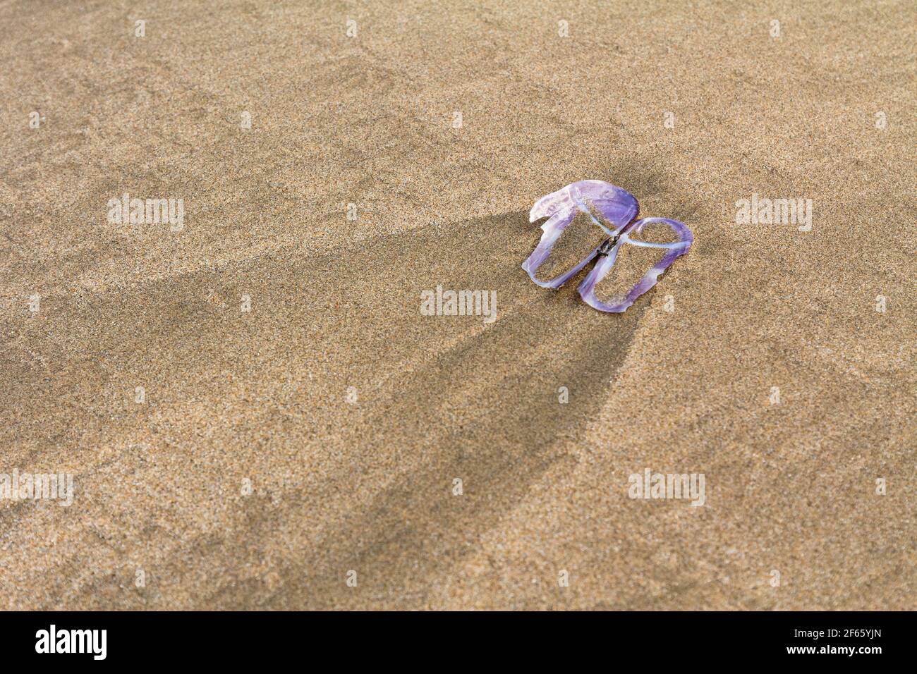 Isolierte violette Meeresmuschel auf Sand, aufgenommen am abgelegenen Strand von El Nido Palawan, Philippinen. Stockfoto