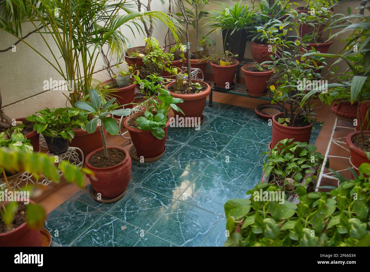 Zu Hause grün werden Stockfoto