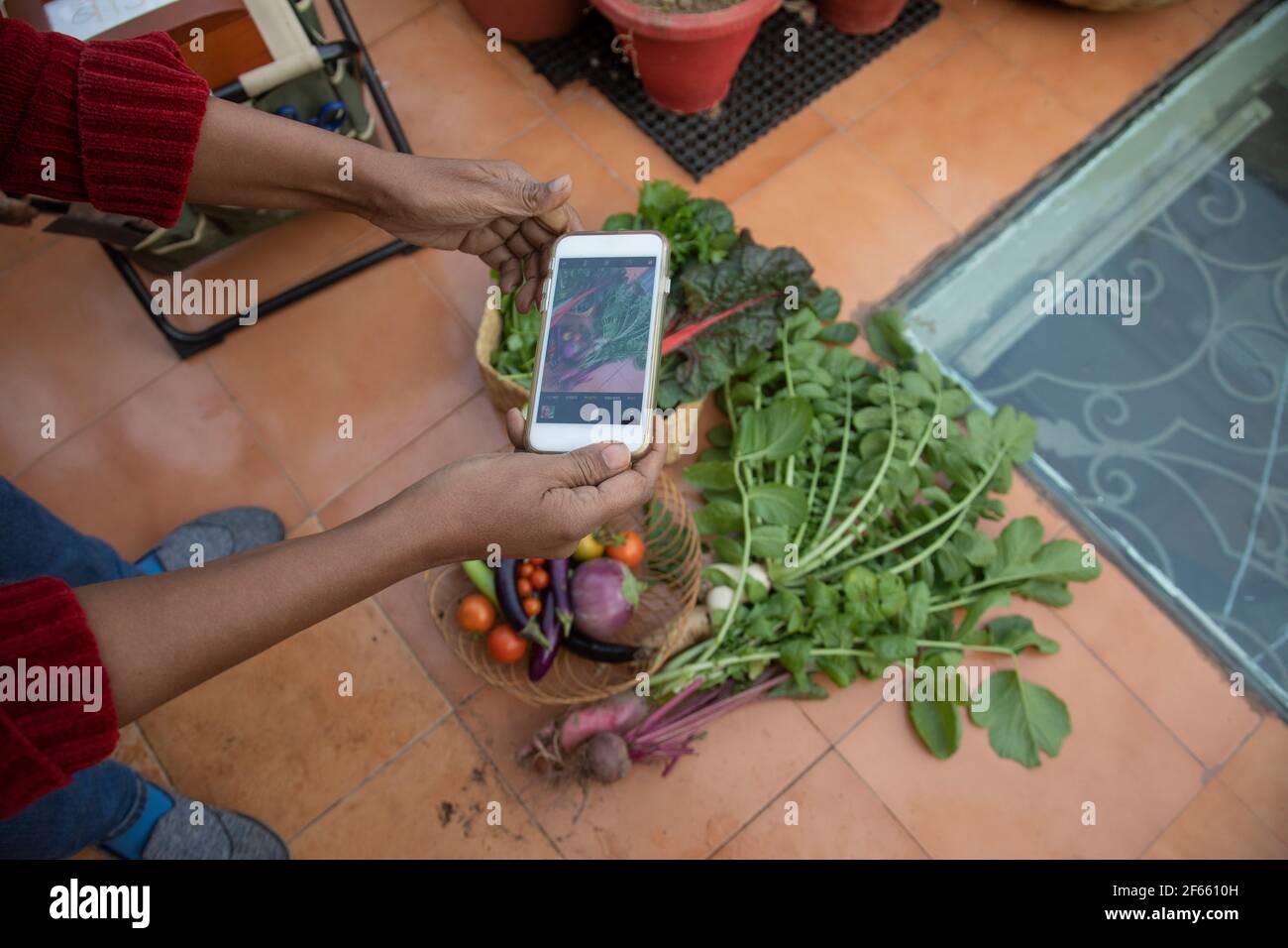 Eine städtische Bäuerin klickt auf ein Bild ihrer monatlichen Ernte Stockfoto