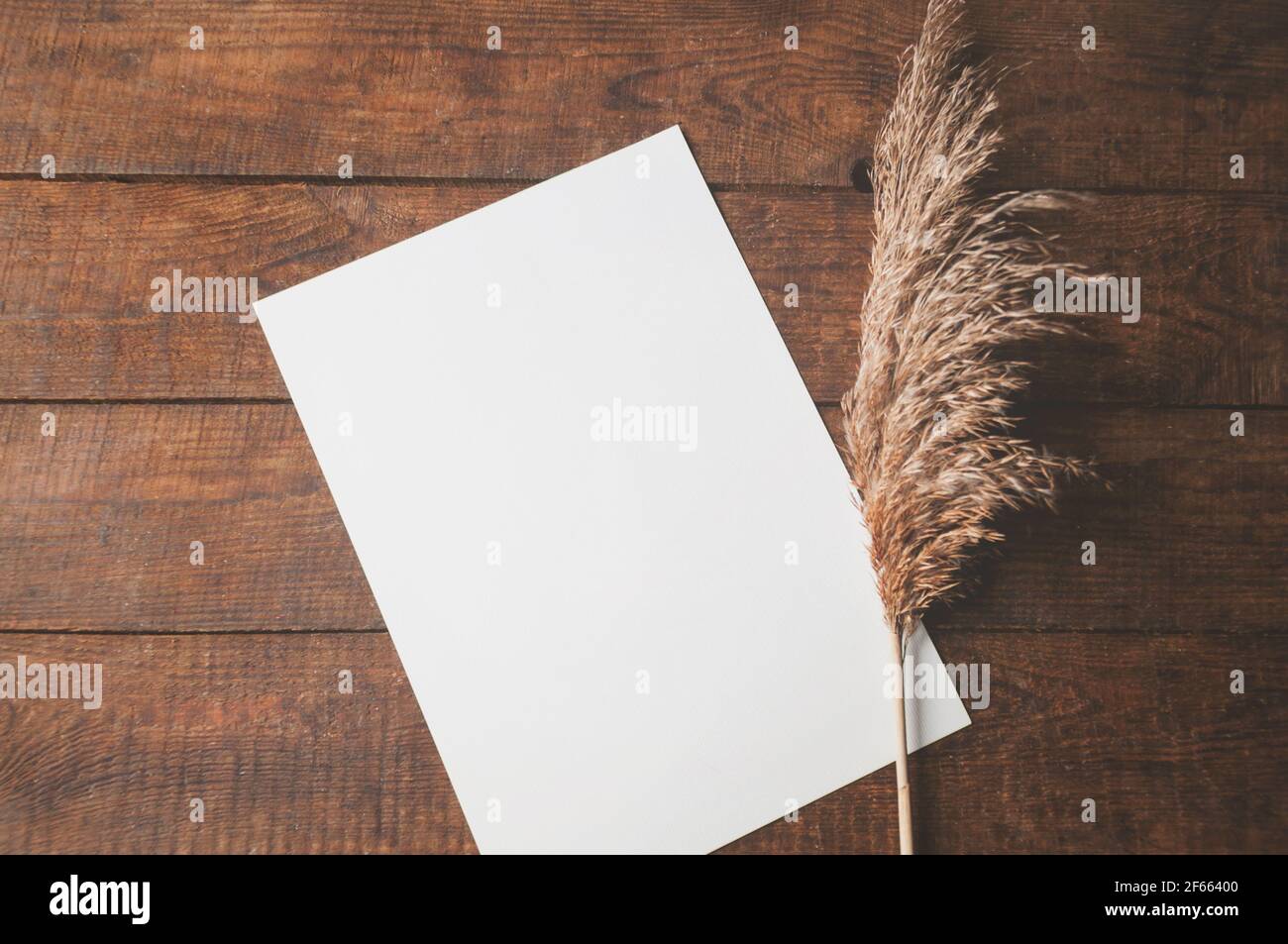 Auf dem Tisch ist ein weißes Blatt Papier mit getrockneten Blumen. Für eine Designpräsentation oder ein Portfolio. Stockfoto