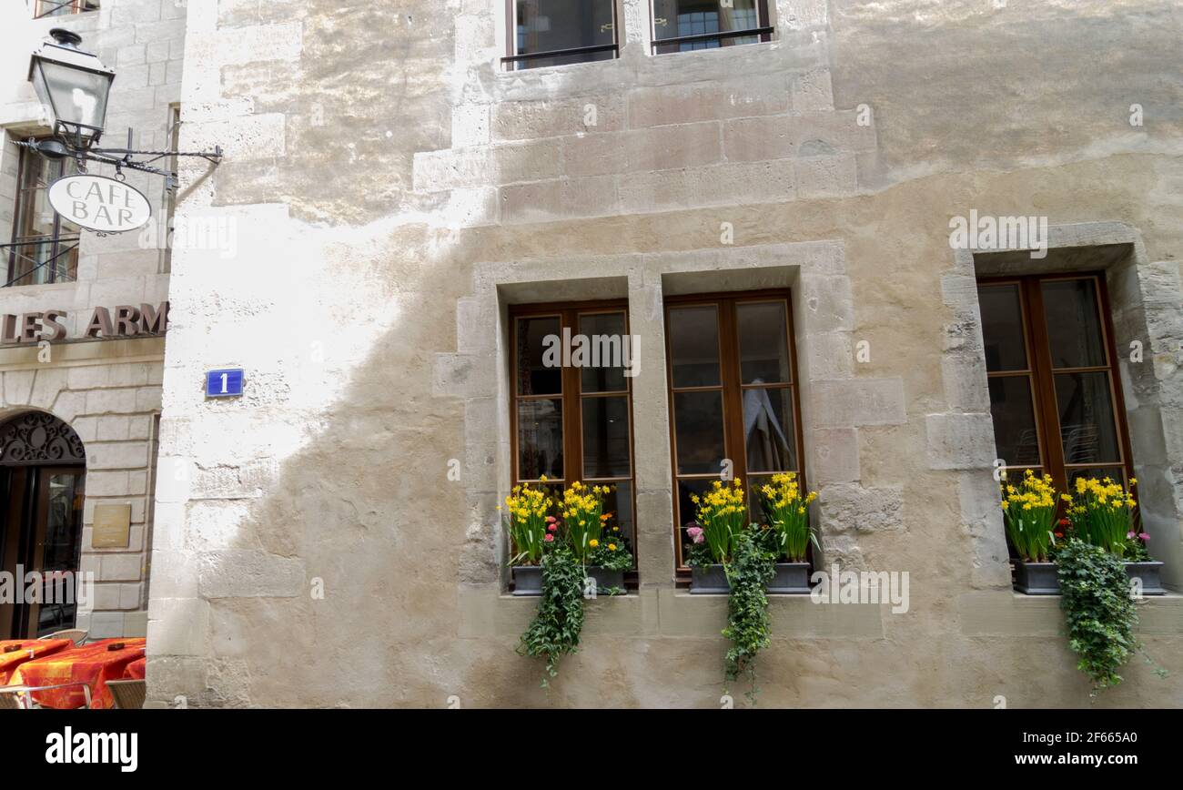 Die Fenster eines Cafés in Genf, Schweiz, dekoriert mit Fensterkästen aus Narzissen und Efeu (hedera) Stockfoto