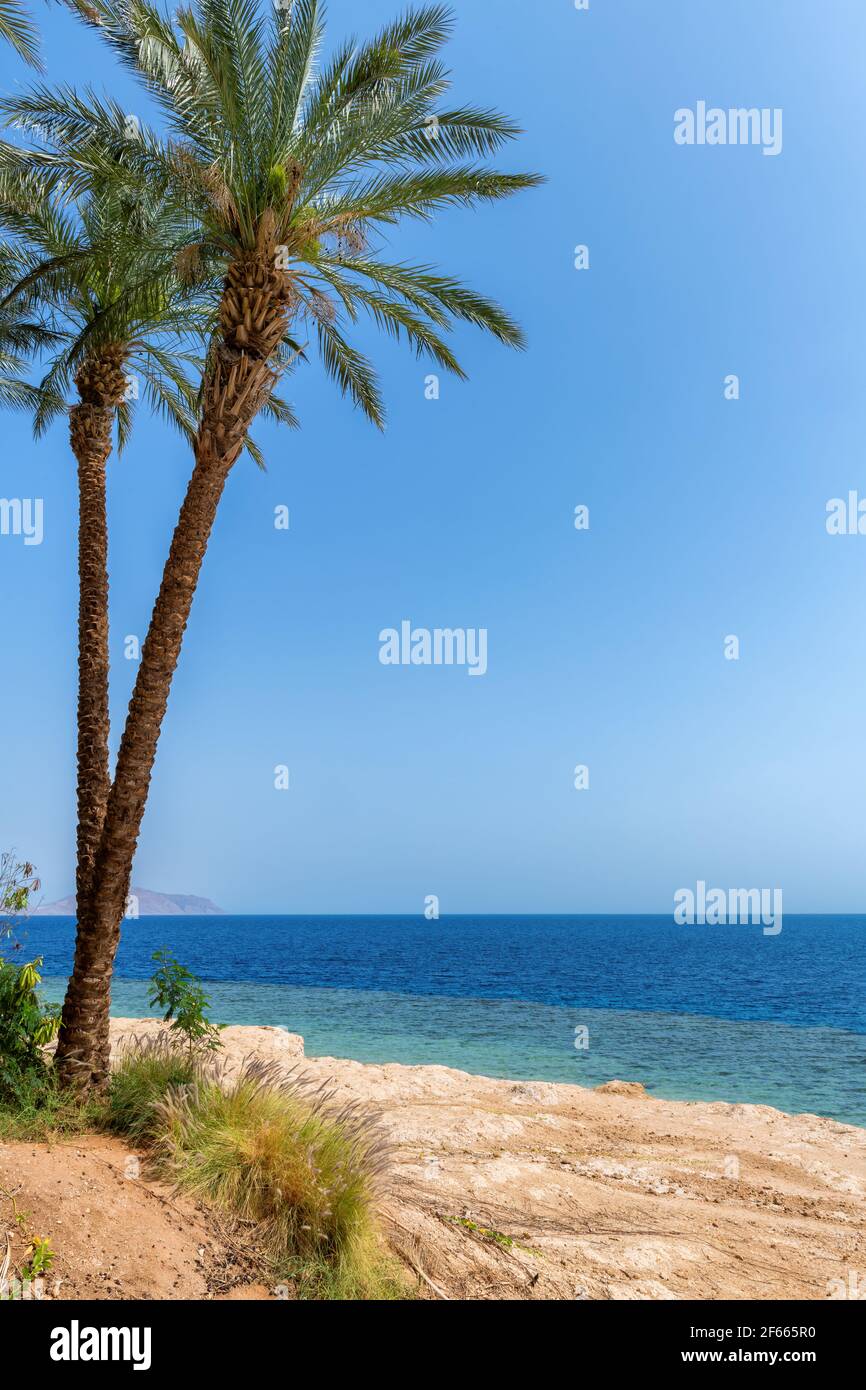 Palmen am sonnigen Korallenstrand Stockfoto