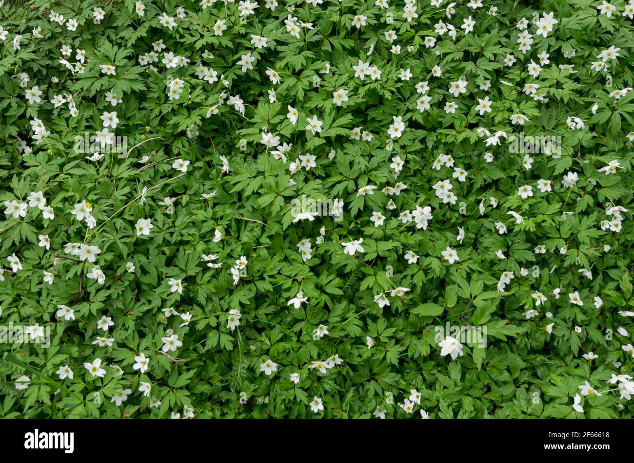 Ein dickes Anemonen-Klumpen aus weißem Holz (Anemone nemorosa) in der Nähe von Mariehamn, Aland-Inseln, Finnland im Frühjahr. Stockfoto