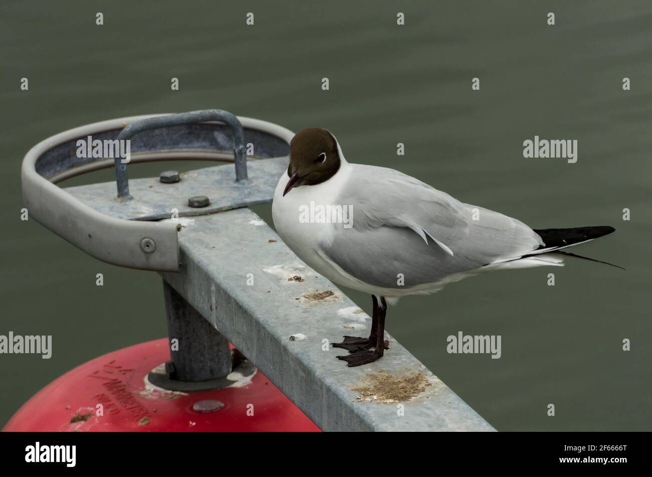 Eine Schwarzkopfmöwe (Chroicocephalus ridibundus) steht auf einer Metallschiene an der Ostsee (Aland-Inseln, Finnland) Stockfoto