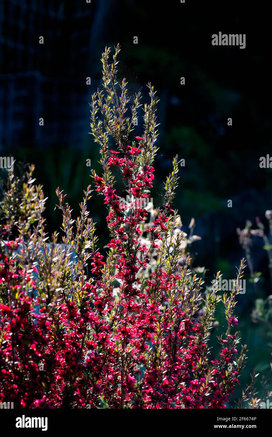 Leptospermum manuka Teebaum Strauch hinterleuchtet mit roten Blumen Stockfoto