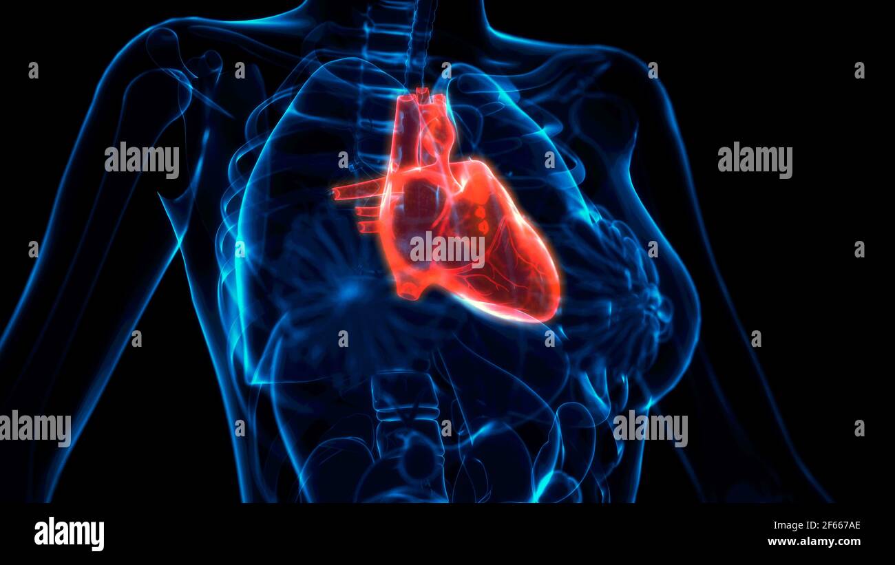 Röntgenansicht für Herzschmerzen, cg Medical 3D-Illustration Stockfoto