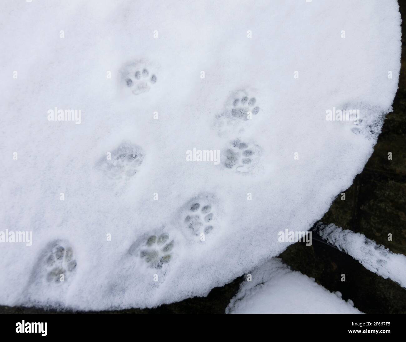 Ein mit Schnee bedeckter Terrassentisch mit den Pflastern/Fußabdrücken einer Katze, die darüber führt. VEREINIGTES KÖNIGREICH Stockfoto