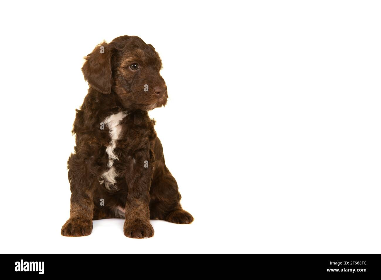 Niedliche braune Labradoodle Welpen sitzen isoliert auf einem weißen Hintergrund Blick nach rechts mit Platz für Kopien Stockfoto